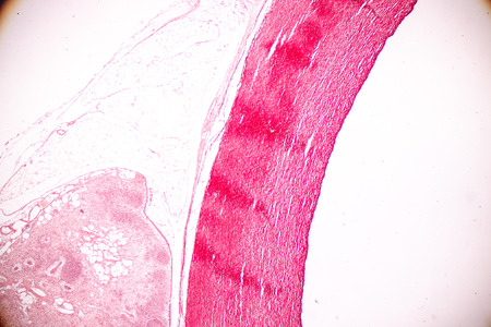 Tissue of Arteries and Veins under the microscopic, Physiology of the Arteries and Veins for...