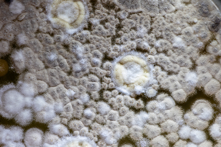Colony characteristic of Actinomyces, Bacteria, yeast and Mold on selective media from soil samples...