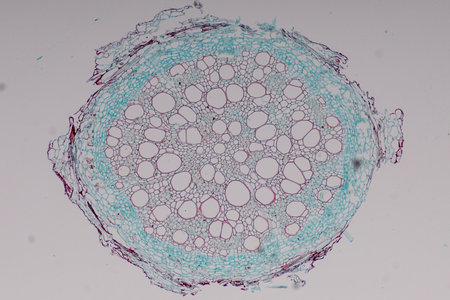 Cross-section Dicot, Monocot and Root of Plant Stem under the microscope for classroom education.