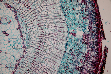 Cross-section Dicot, Monocot and Root of Plant Stem under the microscope for classroom education.の写真素材