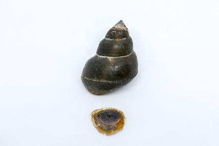 Study of the structure of Freshwater molluscs, For study in laboratory.