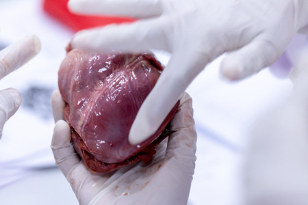 Concept of Education anatomy and physiology of heart in laboratory.