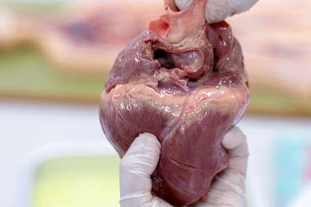 Concept of Education anatomy and physiology of heart in laboratory.
