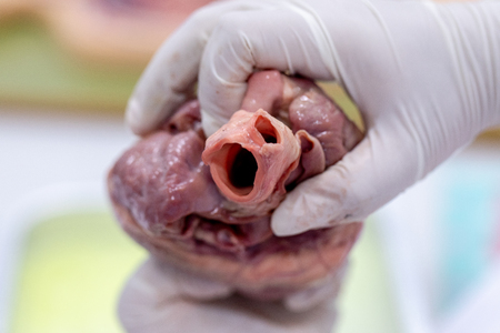 Concept of Education anatomy and physiology of heart in laboratory.の写真素材