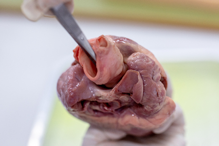 Concept of Education anatomy and physiology of heart in laboratory.の写真素材