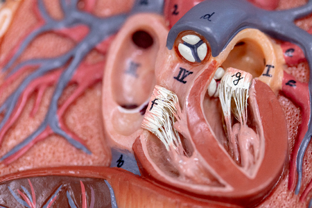 Concept of Education anatomy and physiology of heart in laboratory.の写真素材