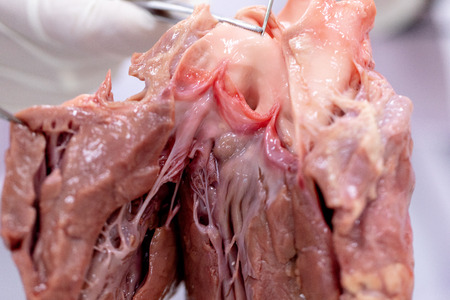 Concept of Education anatomy and physiology of heart in laboratory.の写真素材