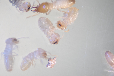 Close up of Coptotermes sp. is a genus of termites in the family Rhinotermitidae for education in Lab.の写真素材