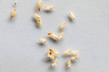 Close up of Coptotermes sp. is a genus of termites in the family Rhinotermitidae for education in Lab.の写真素材