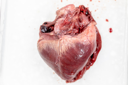 Concept of Education anatomy and physiology of heart in laboratory.の写真素材