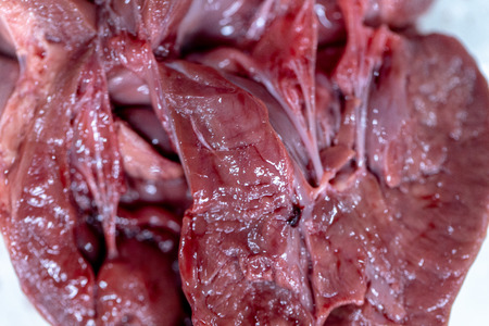 Concept of Education anatomy and physiology of heart in laboratory.の写真素材