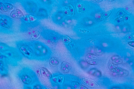 Concept of Education anatomy and physiology of Hyaline cartilage under the microscopic in laboratory.の写真素材