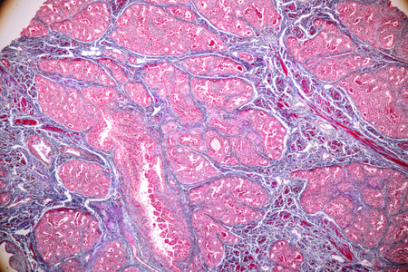 Concept of Education anatomy and physiology of mammary gland is an exocrine gland in mammals under the microscopic in laboratory.の写真素材