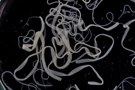 The study of Tapeworm infection is caused by ingesting food or water contaminated with tapeworm eggs or larvae in laboratory.の写真素材