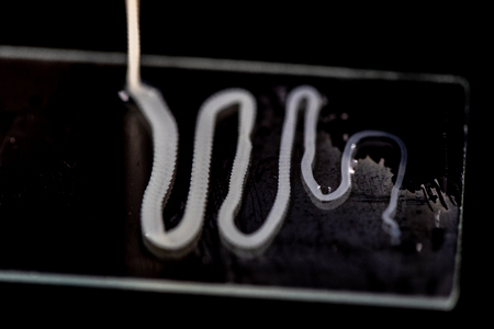 The study of Tapeworm infection is caused by ingesting food or water contaminated with tapeworm eggs or larvae in laboratory.の写真素材