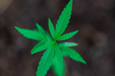 Backgrounds of Cannabis trees are growing on the ground, Used to study the treatment of diseases.の写真素材