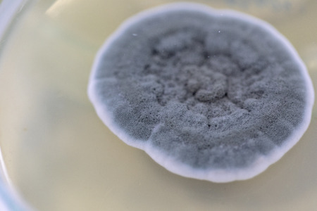 Penicillium, ascomycetous fungi are of major importance in the natural environment as well as food and drug production.Â の写真素材