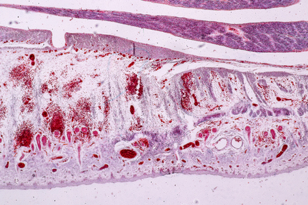 Study Histology of human, tissue bone under the microscopic in laboratory.の写真素材
