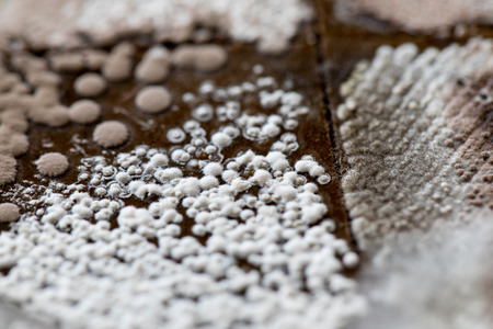 Colony characteristic of Actinomyces, Bacteria, yeast and Mold on selective media from soil samples...