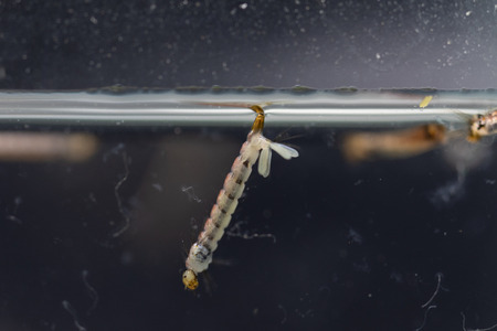 Anopheles sp. is a species of mosquito in the order Diptera, Anopheles sp. in the water for education.の写真素材