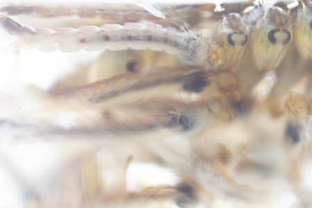 Anopheles sp. is a species of mosquito in the order Diptera, Anopheles sp. in the water for...