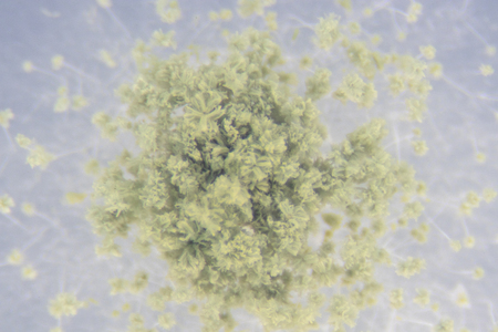 Close up of Aspergillus oryzae is a filamentous fungus, or mold that is used in food production,...