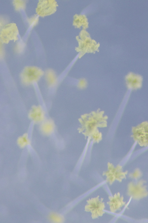 Close up of Aspergillus oryzae is a filamentous fungus, or mold that is used in food production, such as in soybean fermentation under the microscope in laboratory.(soft focus and have Grain/Noise)の写真素材