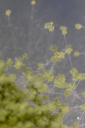 Close up of Aspergillus oryzae is a filamentous fungus, or mold that is used in food production,...