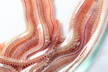 Sand Worm (Perinereis sp.) is the same species as sea worms (Polychaete), Living in a beach area...