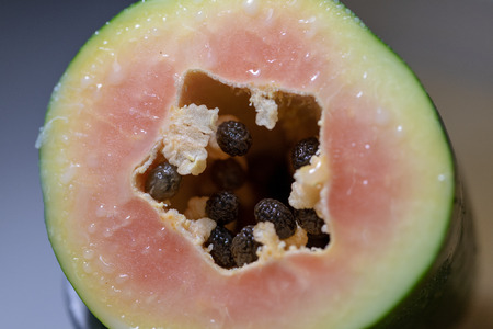 Study of flowering and fruit structures for education in laboratory.の写真素材
