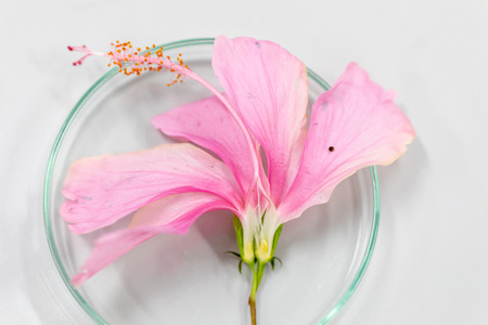 Study of flowering and fruit structures for education in laboratory.