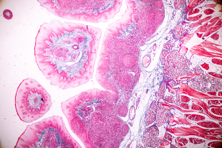 Education anatomy and physiology of Tongue under the microscopic in laboratory.