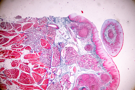 Education anatomy and physiology of Tongue under the microscopic in laboratory.の写真素材