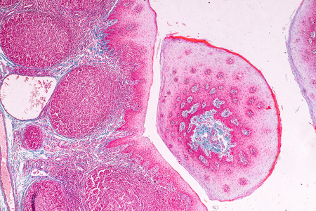 Education anatomy and physiology of Tongue under the microscopic in laboratory.の写真素材
