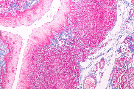 Education anatomy and physiology of Tongue under the microscopic in laboratory.