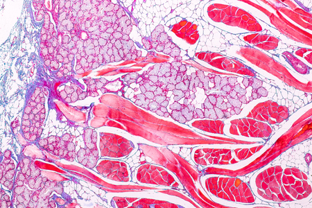 Education anatomy and physiology of Tongue under the microscopic in laboratory.の写真素材
