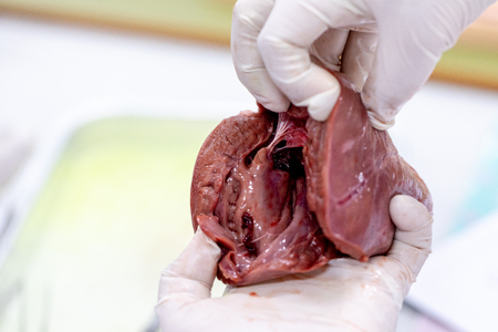 Student learning anatomy raw pig heart for education in laboratories.の写真素材