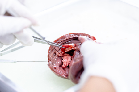 Student learning anatomy raw pig heart for education in laboratories.