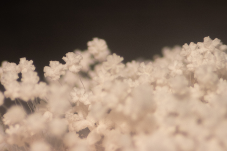Backgrounds of Colony Characteristics of Mold under the microscope.