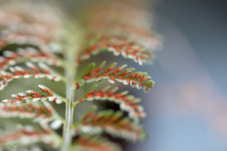 Fern and Sporangium,Fern patternの写真素材