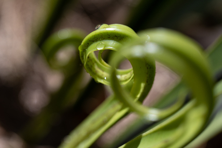 Fern and Sporangium,Fern patternの写真素材