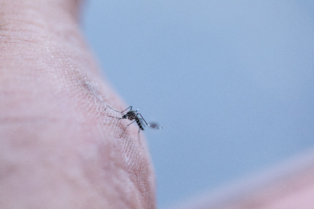 Close-up Aedes aegypti, common house mosquito on human skin, Aedes aegypti sucking blood human.の写真素材