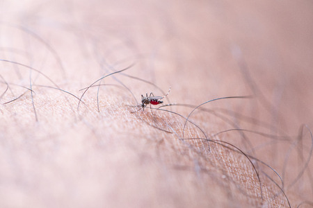Close-up Aedes aegypti, common house mosquito on human skin, Aedes aegypti sucking blood human.の写真素材
