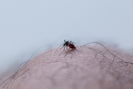 Close-up Aedes aegypti, common house mosquito on human skin, Aedes aegypti sucking blood human.の写真素材