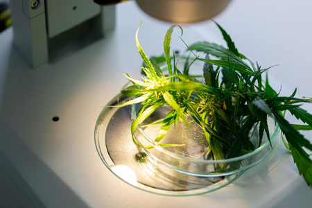 Study Structure of Marijuana leaves, Powder of Cannabis (Drugs) on a White background, For Analysis in laboratory.の写真素材