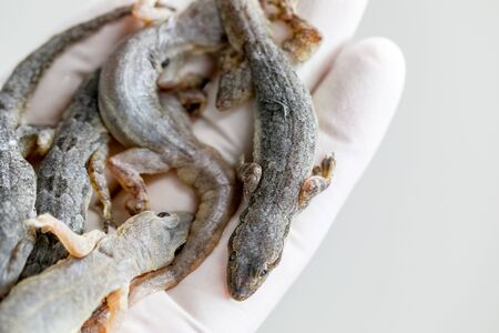 Study of parasites in  Hemidactylus sp.in microbiology lab.の写真素材