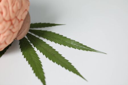 Marijuana leaves, Powder of Cannabis (Drugs) on a White background, For Analysis in laboratory.