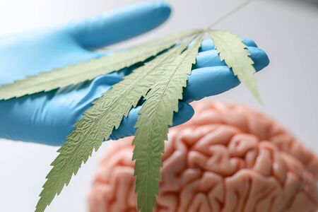 Marijuana leaves, Powder of Cannabis (Drugs) on a White background, For Analysis in laboratory.