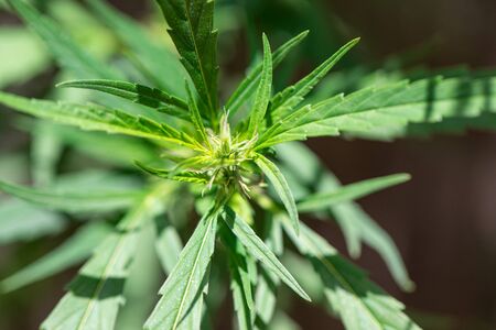 Beautiful leaves of marijuana cannabis and detail background of cannabis.