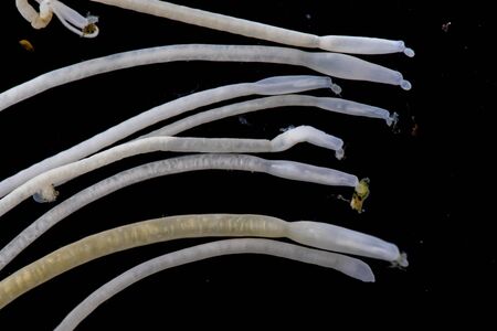 The study of Acanthocephala is a phylum of parasitic worms known as acanthocephalans, thorny-headed...